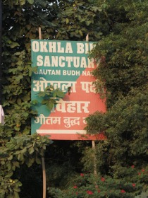 Okhla Bird Sanctuary, Gautam Budh Nagar, UP is located 4 kms away from Delhi border. Photo : Shadab Nazmi, 27th Sept, 2013.
